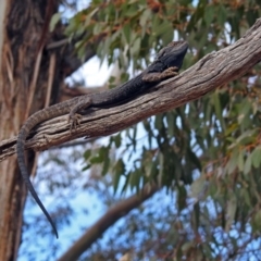 Pogona barbata at Tennent, ACT - 18 Sep 2019