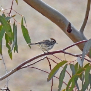 Pyrrholaemus sagittatus at Paddys River, ACT - 18 Sep 2019