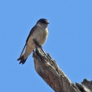 Petrochelidon nigricans at Tennent, ACT - 18 Sep 2019