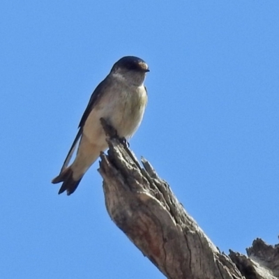 Petrochelidon nigricans (Tree Martin) at Tennent, ACT - 18 Sep 2019 by RodDeb