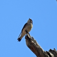 Petrochelidon nigricans at Tennent, ACT - 18 Sep 2019