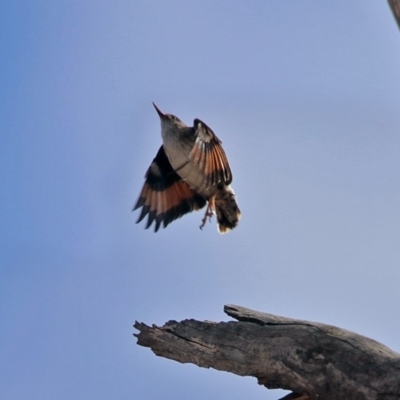 Daphoenositta chrysoptera (Varied Sittella) at Tennent, ACT - 18 Sep 2019 by RodDeb