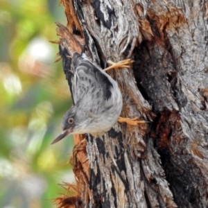 Daphoenositta chrysoptera at Tennent, ACT - 18 Sep 2019 01:19 PM