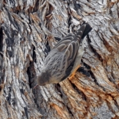 Daphoenositta chrysoptera at Tennent, ACT - 18 Sep 2019 01:19 PM