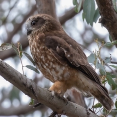 Ninox boobook (Southern Boobook) at Oaks Estate, ACT - 19 Sep 2019 by rawshorty