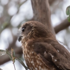 Ninox boobook at Oaks Estate, ACT - 19 Sep 2019