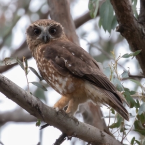 Ninox boobook at Oaks Estate, ACT - 19 Sep 2019