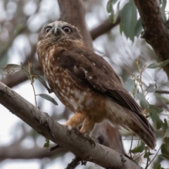 Ninox boobook at Oaks Estate, ACT - 19 Sep 2019