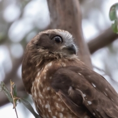 Ninox boobook at Oaks Estate, ACT - 19 Sep 2019