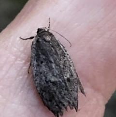 Oecophoridae provisional species 1 at Aranda, ACT - 19 Sep 2019 by Jubeyjubes