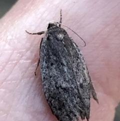 Oecophoridae provisional species 1 at Aranda, ACT - 19 Sep 2019 05:59 PM