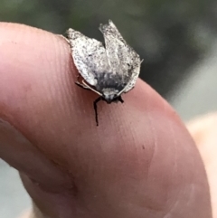 Oecophoridae provisional species 1 at Aranda, ACT - 19 Sep 2019