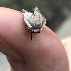 Oecophoridae provisional species 1 at Aranda, ACT - 19 Sep 2019 05:59 PM