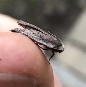 Oecophoridae provisional species 1 at Aranda, ACT - 19 Sep 2019 05:59 PM