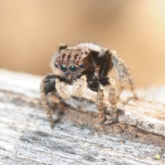 Maratus vespertilio (Bat-like peacock spider) at Mount Ainslie - 15 Sep 2019 by Harrisi