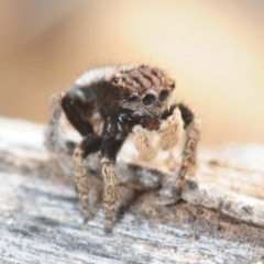 Maratus vespertilio at Majura, ACT - 15 Sep 2019