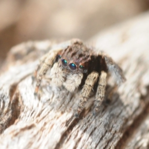 Maratus vespertilio at Majura, ACT - suppressed