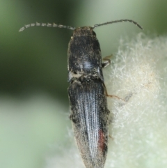 Elateridae (family) (Unidentified click beetle) at Dunlop, ACT - 19 Sep 2019 by Harrisi