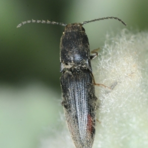 Elateridae sp. (family) at Molonglo River Reserve - 19 Sep 2019 11:34 AM