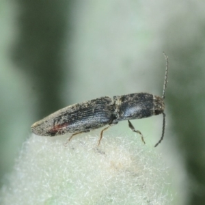 Elateridae sp. (family) at Molonglo River Reserve - 19 Sep 2019 11:34 AM