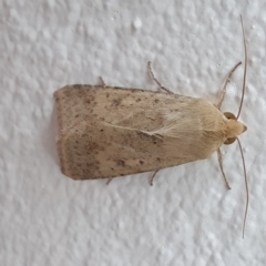 Helicoverpa (genus) at Watson, ACT - 20 Sep 2019