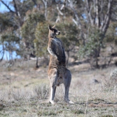 Macropus giganteus (Eastern Grey Kangaroo) at Rendezvous Creek, ACT - 17 Sep 2019 by ChrisHolder