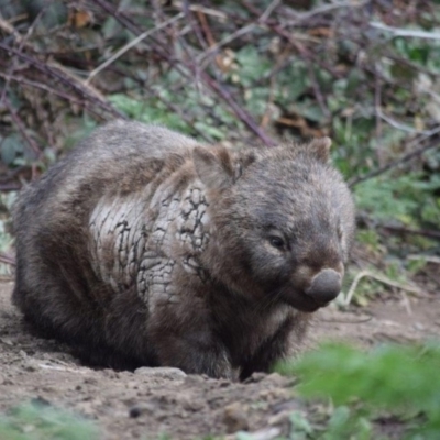 Vombatus ursinus (Common wombat, Bare-nosed Wombat) at Paddys River, ACT - 18 Sep 2019 by ChrisHolder