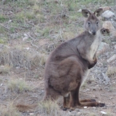 Osphranter robustus (Wallaroo) at Gigerline Nature Reserve - 17 Sep 2019 by michaelb