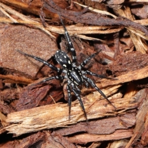 Nyssus albopunctatus at Acton, ACT - 13 Sep 2019