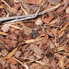 Nyssus albopunctatus at Acton, ACT - 13 Sep 2019 12:25 PM