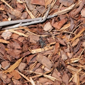 Nyssus albopunctatus at Acton, ACT - 13 Sep 2019 12:25 PM