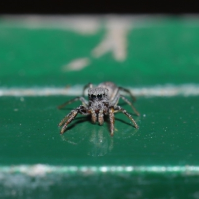 Salticidae (family) (Unidentified Jumping spider) at ANBG - 13 Sep 2019 by TimL