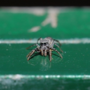 Salticidae (family) at Hackett, ACT - 13 Sep 2019