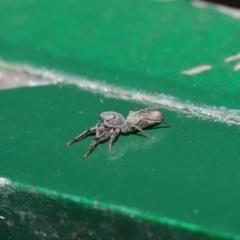 Salticidae (family) at Hackett, ACT - 13 Sep 2019 12:03 PM