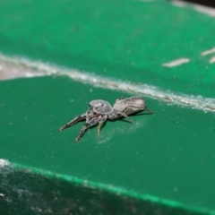 Salticidae (family) at Hackett, ACT - 13 Sep 2019