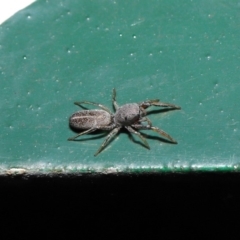 Salticidae (family) at Hackett, ACT - 13 Sep 2019 12:03 PM