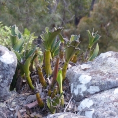 Dendrobium speciosum (Rock Lily) at Black Range, NSW - 11 May 2019 by MatthewHiggins