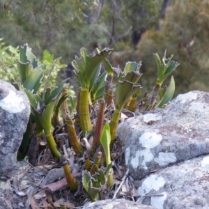 Dendrobium speciosum at Black Range, NSW - suppressed