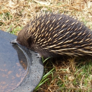 Tachyglossus aculeatus at Black Range, NSW - 9 Sep 2019