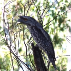 Podargus strigoides (Tawny Frogmouth) at Black Range, NSW - 15 Apr 2019 by MatthewHiggins