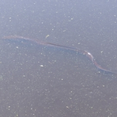 Unverified Eels at Jellat Jellat, NSW - 12 Feb 2019 by MatthewHiggins