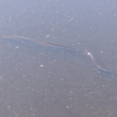 Unidentified Eels at Jellat Jellat, NSW - 12 Feb 2019 by MatthewHiggins