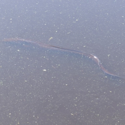 Unverified Eels at Jellat Jellat, NSW - 12 Feb 2019 by MatthewHiggins