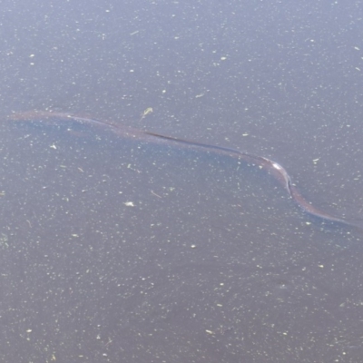 Unidentified Eels at Jellat Jellat, NSW - 11 Feb 2019 by MatthewHiggins