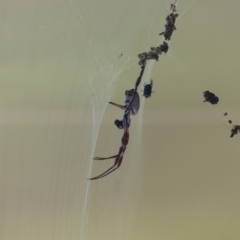 Trichonephila edulis (Golden orb weaver) at Bega, NSW - 1 Apr 2019 by MatthewHiggins