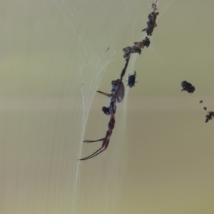 Trichonephila edulis at Bega, NSW - 2 Apr 2019 10:00 AM