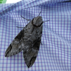 Psilogramma casuarinae (Privet Hawk Moth) at Bega, NSW - 1 Dec 2018 by MatthewHiggins