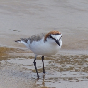 Anarhynchus ruficapillus at Mogareeka, NSW - 9 Feb 2019