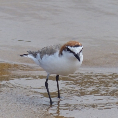 Anarhynchus ruficapillus (Red-capped Plover) at Mogareeka, NSW - 9 Feb 2019 by MatthewHiggins