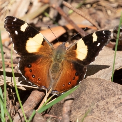 Vanessa itea (Yellow Admiral) at Cotter River, ACT - 20 Sep 2019 by rawshorty